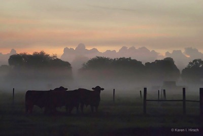 Cattle on a ranch at dawn